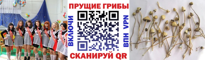 Галлюциногенные грибы ЛСД Инсар